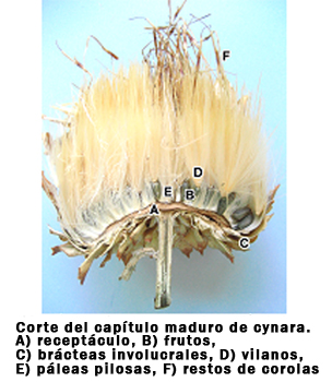 Cardo